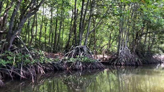From Ho Chi Minh: Can Gio Mangrove & Monkey Island Day Trip - Since You Asked
