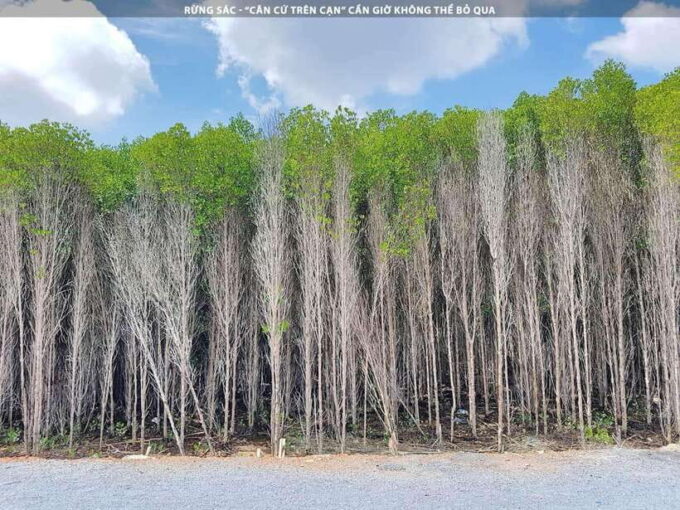 From Ho Chi Minh City: Can Gio Mangrove Forest Day Tour - Since You Asked