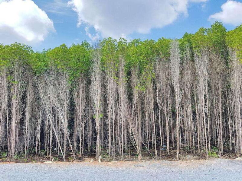 From Ho Chi Minh City: Can Gio Mangrove & Monkey Island Day… - Crocodile Conservation