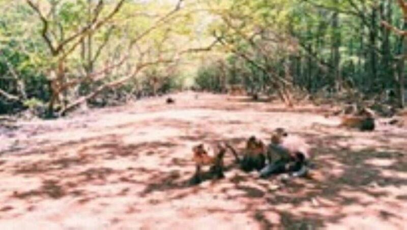 From Ho Chi Minh City: Can Gio Monkey Island Day Tour - Activities and Experiences