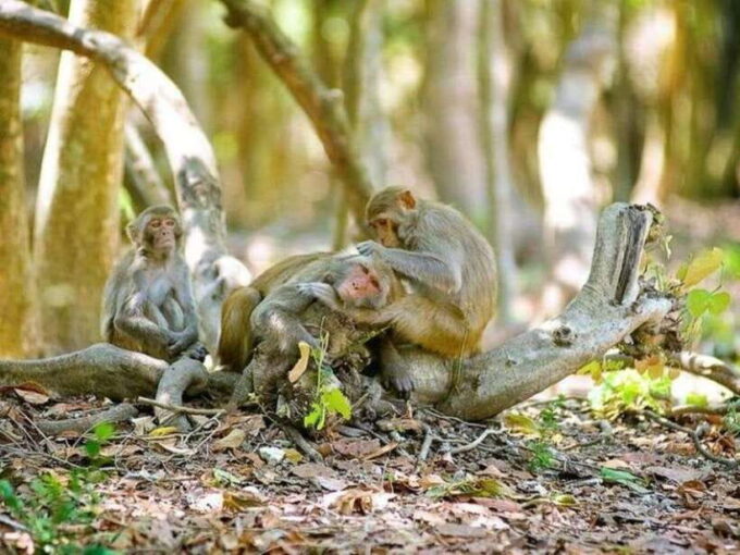 From Ho Chi Minh City: Can Gio Monkey Island Day Tour - Sac Guerilla Camp and Local Markets