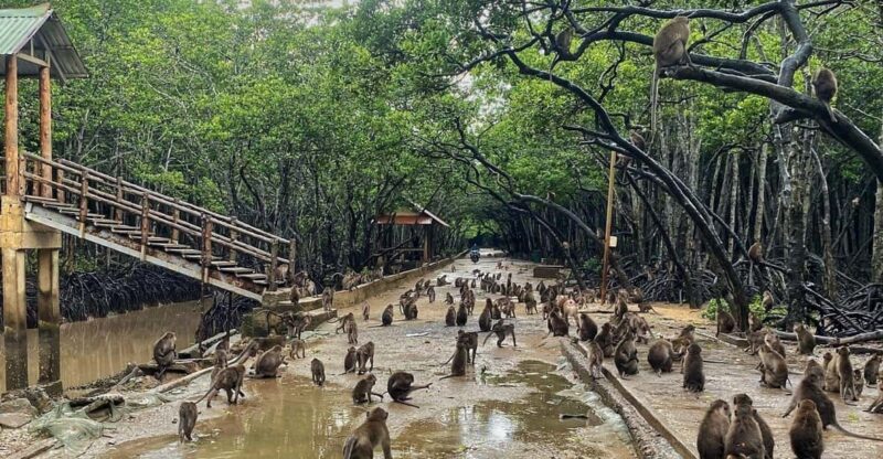 From Ho Chi Minh City: Can Gio Monkey Island Day Trip - Itinerary Highlights