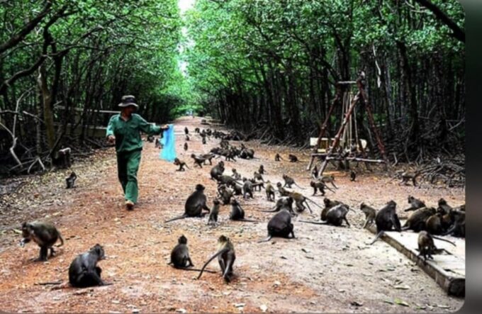 From Ho Chi Minh City: Can Gio Monkey Island Day Trip - Frequently Asked Questions