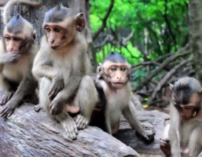 From Ho Chi Minh City: Group Tour Can Gio Mangrove Forest - Monkey Island and Crocodile Farm