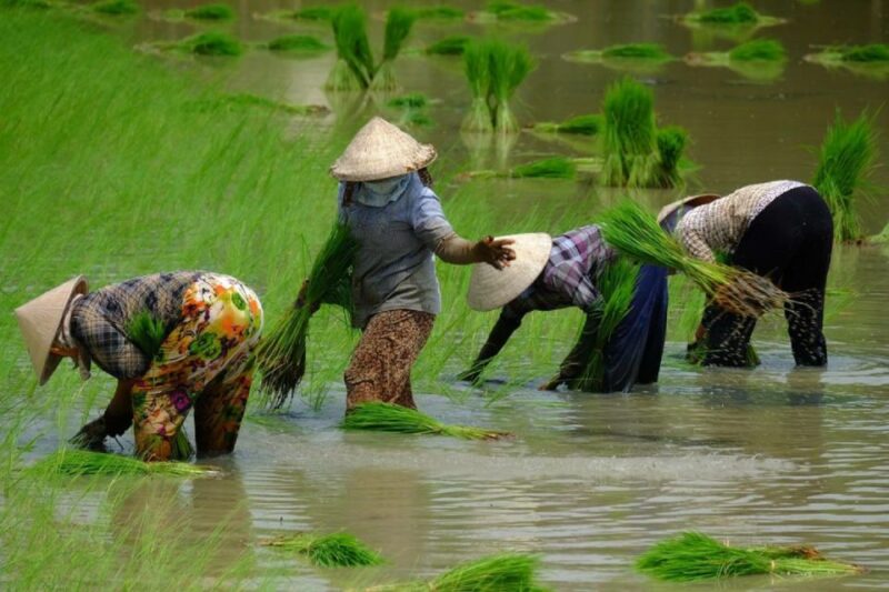 From Ho Chi Minh City: Mekong Delta Full-Day Private Tour - Cruising Along the Mekong River