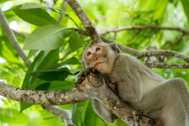 From Ho Chi Minh City: Monkey Island Excursion by Boat - Observe the Crocodile Swamp