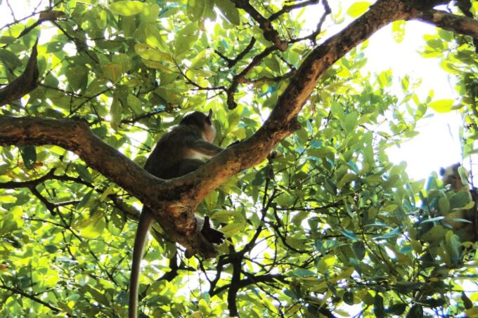 From Ho Chi Minh City: Monkey Island Excursion by Boat - Frequently Asked Questions