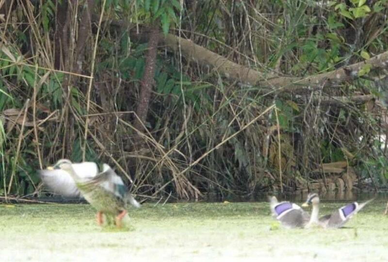 From Ho Chi Minh: Mekong Delta 3 Days_ Tra Su Forest - Included Features