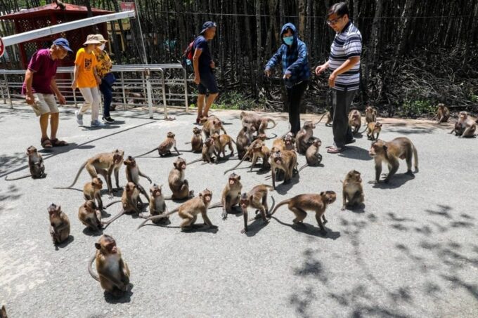 From Ho Chi Minh: Trek Can Gio Mangrove, Monkey Island - Customer Feedback
