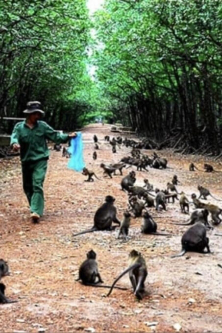 From Ho Chi Minh: Trek Can Gio Mangrove, Monkey Island - Additional Information