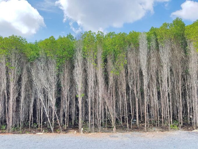 From Ho Chi Minh: Trek Can Gio Mangrove, Monkey Island - Frequently Asked Questions