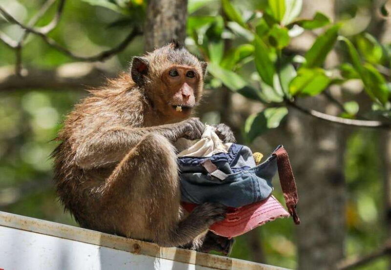 From Ho Chi Minh:Group or Private Tour Can Gio,Monkey Island - Itinerary Highlights