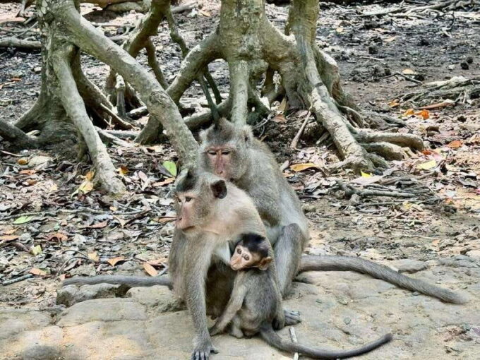From Ho Chi Minh:Group or Private Tour Can Gio,Monkey Island - Getting to Can Gio Monkey Island