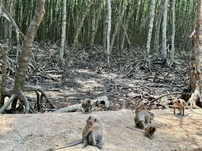 From Ho Chi Minh:Group or Private Tour Can Gio,Monkey Island - Enjoying the Surroundings
