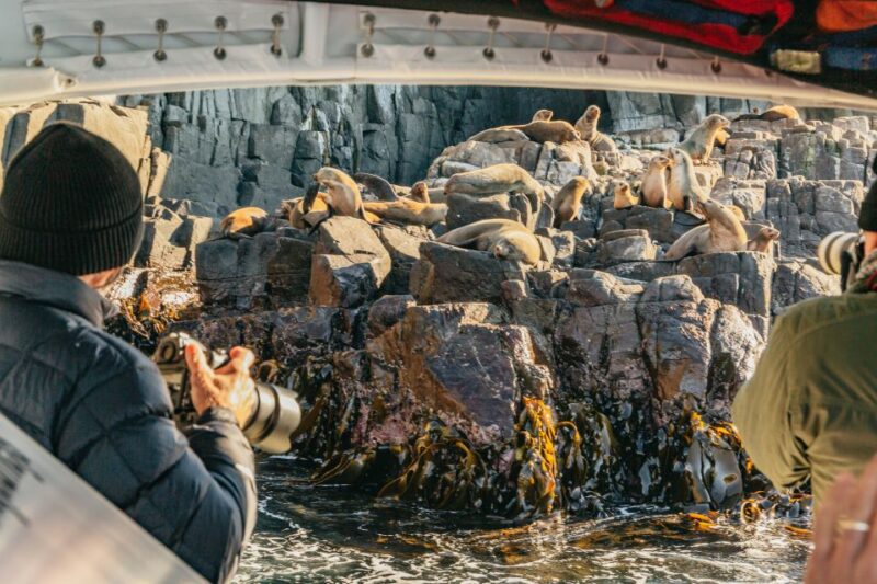From Hobart/Adventure Bay: Bruny Island Wilderness Cruise - Wildlife Encounters