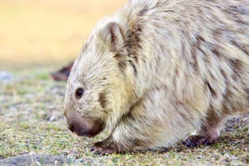 From Hobart: Day Trip to Maria Island With Hotel Pickup - Highlights of the Tour