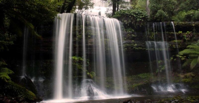 From Hobart: Mt. Field, Mt. Wellington and Wildlife Day Tour - Highlights of the Day