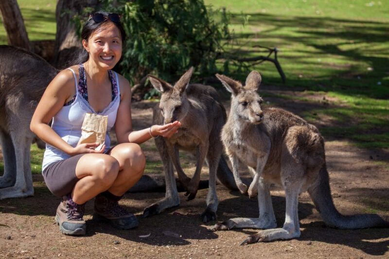 From Hobart: Mt. Field, Mt. Wellington and Wildlife Day Tour - Visiting Bonorong Wildlife Sanctuary