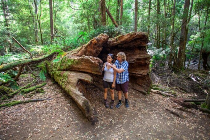 From Hobart: Mt. Field, Mt. Wellington and Wildlife Day Tour - Frequently Asked Questions