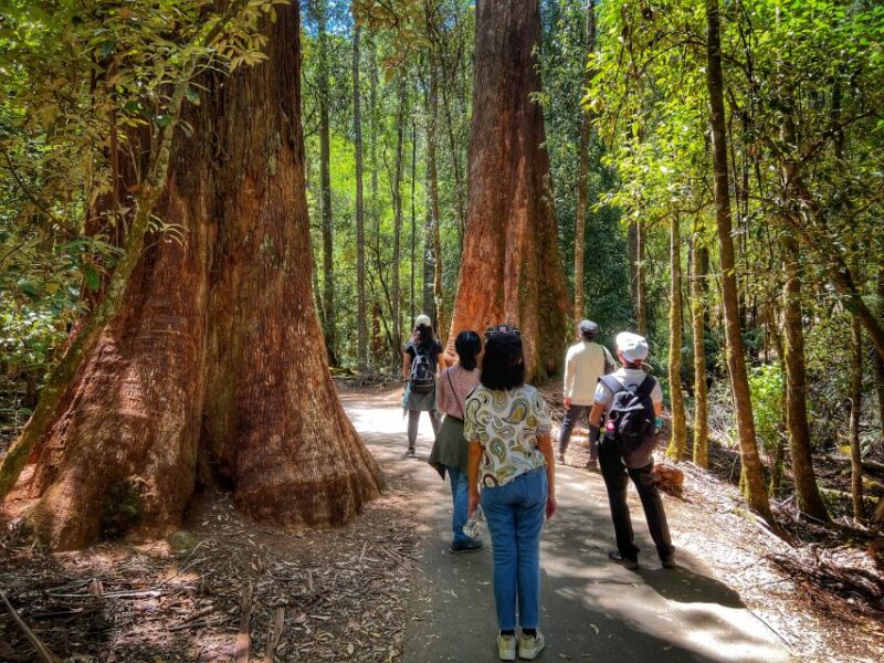 From Hobart: Mt. Field National Park and Russell Falls - Discovering Salmon Ponds