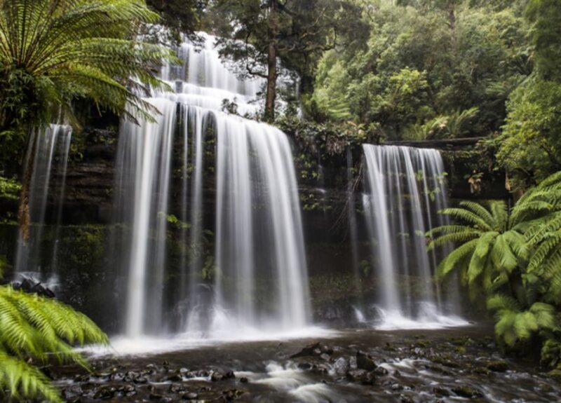 From Hobart: Mt. Field National Park and Russell Falls - Observing Tasmanian Flora and Fauna