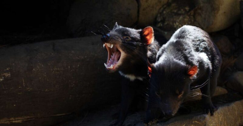 From Hobart: Port Arthur, Richmond and Tasmanian Devil Tour - Key Points