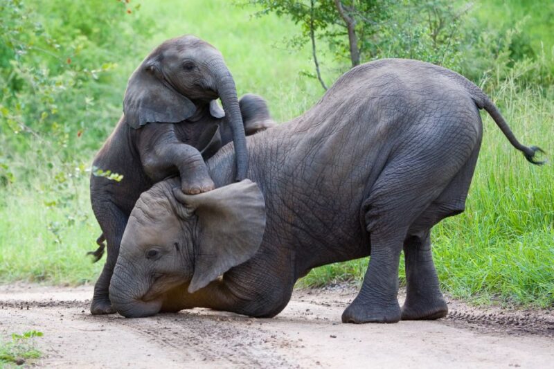 From Hoedspruit: Kruger National Park Full-Day Safari - Key Points