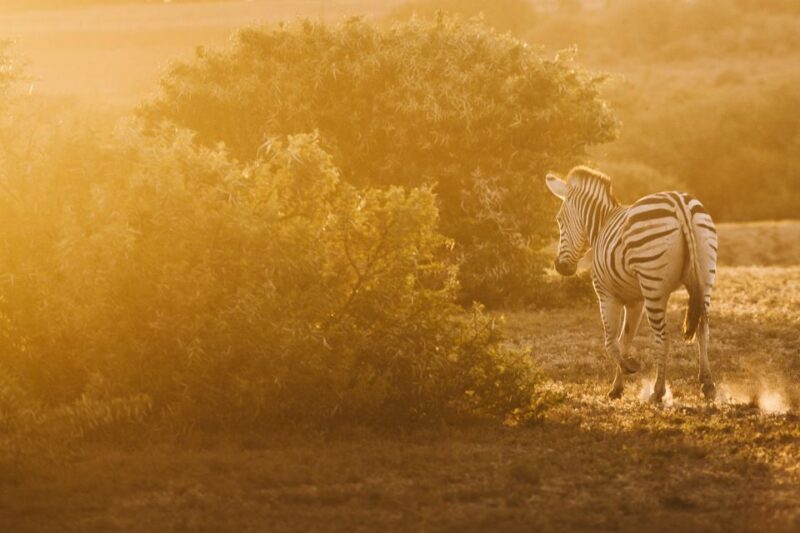 From Hoedspruit: Kruger National Park Full-Day Safari - Spotting the Big 5