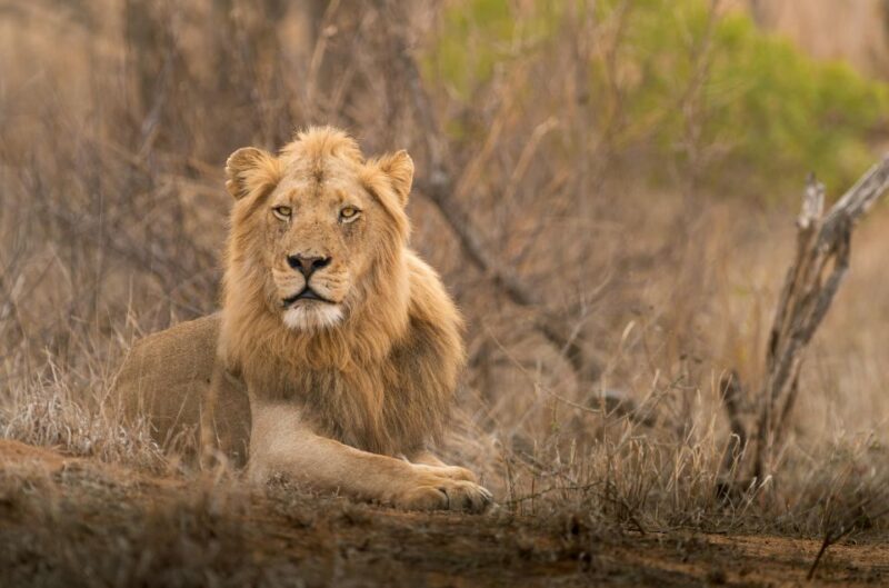 From Hoedspruit: Kruger National Park Full-Day Safari - Taking in the Wilderness