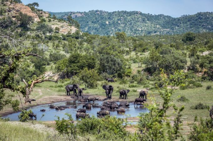 From Hoedspruit: Kruger National Park Full-Day Safari - Traveler Considerations