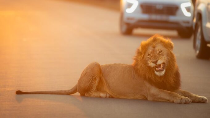 From Hoedspruit: Kruger National Park Full-Day Safari - Customer Ratings and Feedback