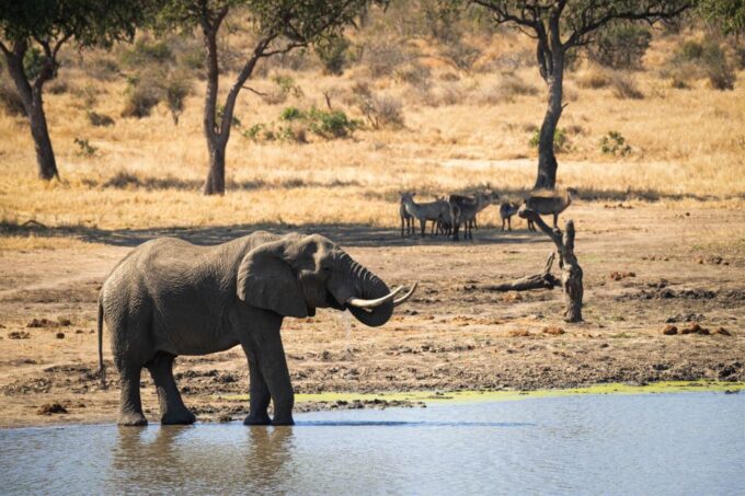 From Hoedspruit: Kruger National Park Full-Day Safari - Booking and Reservations