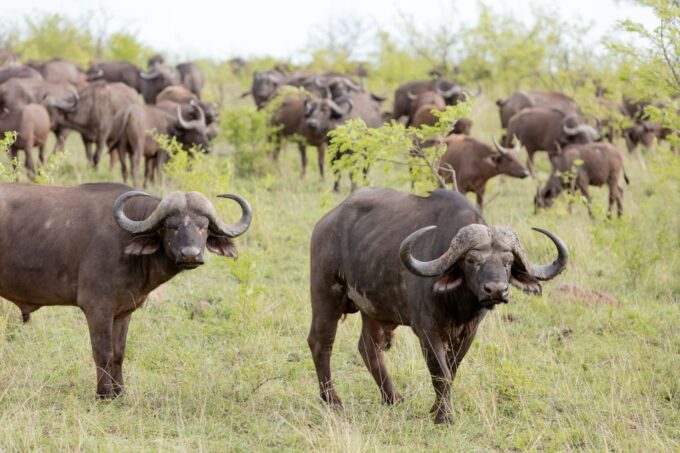 From Hoedspruit: Kruger National Park Full-Day Safari - Frequently Asked Questions