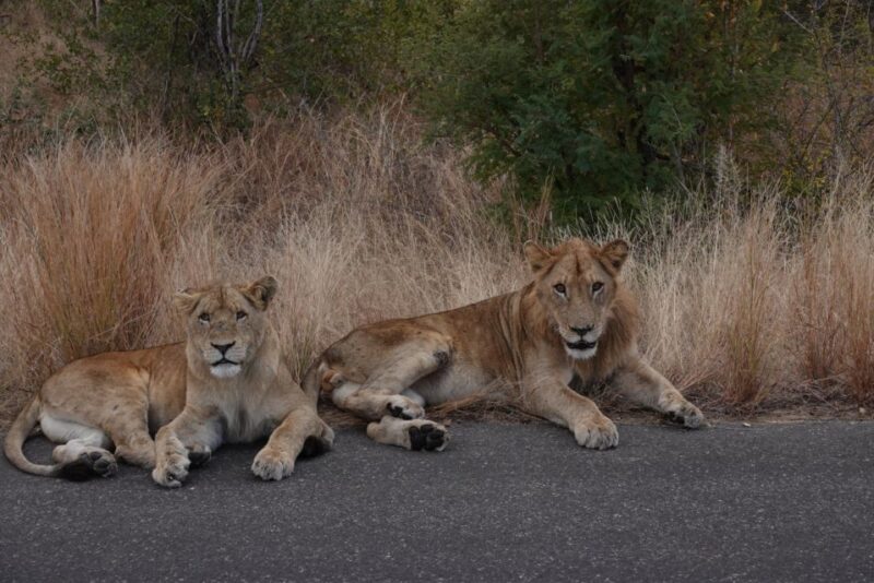 From Hoedspruit: Kruger National Park Safari With Transfer - Pickup and Drop-off in Hoedspruit