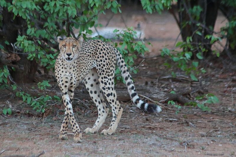 From Hoedspruit: Kruger National Park Safari With Transfer - Natures Fresh Air and Sights