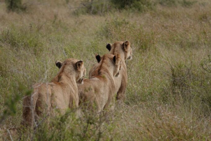 From Hoedspruit: Kruger National Park Safari With Transfer - Restrictions and Suitability