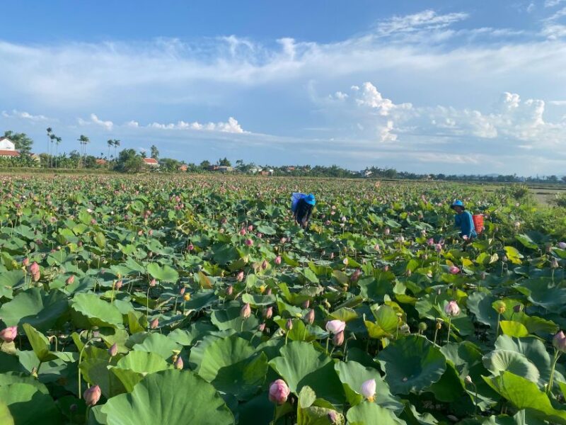 FROM HOI AN: TOUR-THE COUNTRYSIDE OF HOI AN BY VESPA - Pricing and Booking