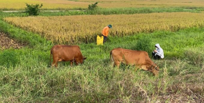 From Hoi An: Vespa Tour Explore Hoi Ans Countryside. - Frequently Asked Questions