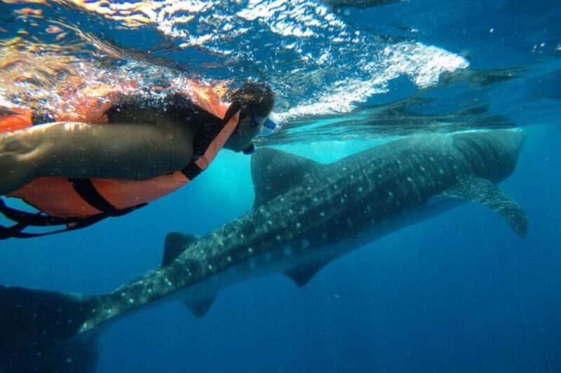 From Holbox Island: Whale Shark Tour - Key Points