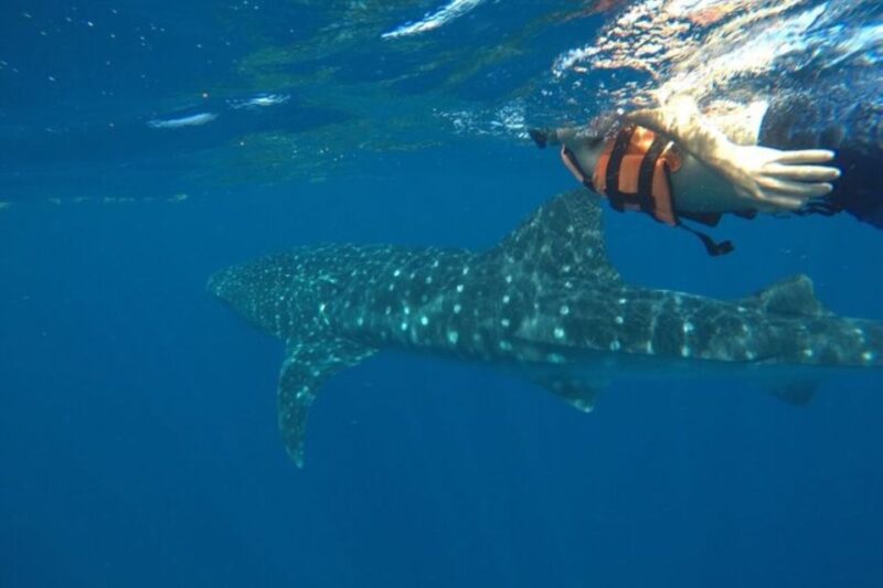 From Holbox Island: Whale Shark Tour - Inclusion Details