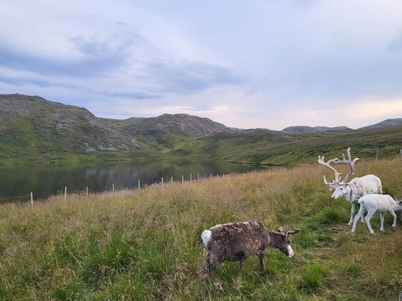 From Honningsvåg: North Cape and King Crabs Tour - Booking and Reservations