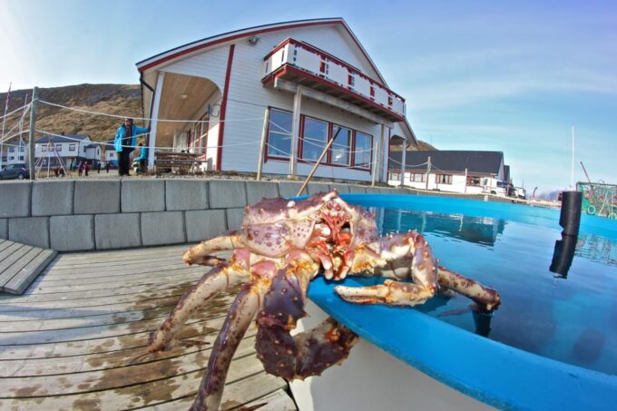 From Honningsvåg: North Cape and King Crabs Tour - Transportation and Guide Services