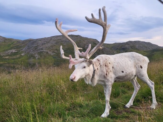 From Honningsvåg: North Cape and King Crabs Tour - Frequently Asked Questions