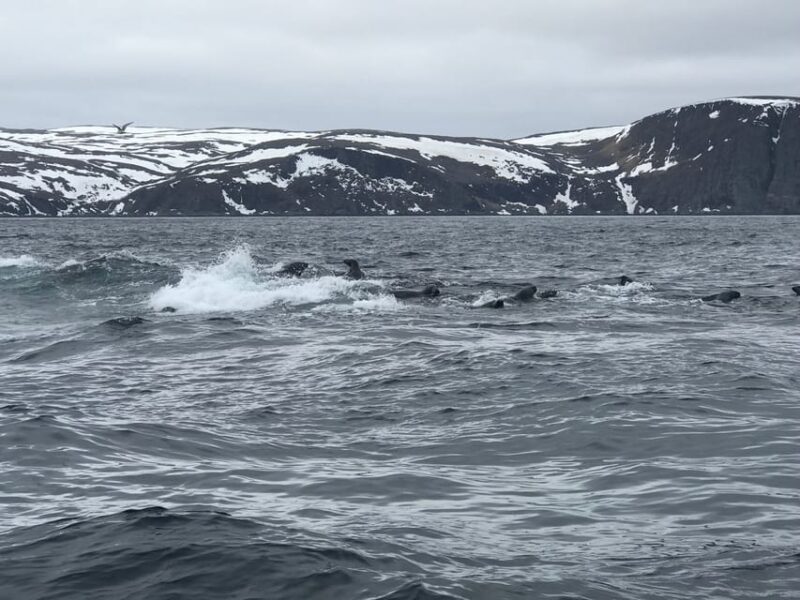 From Honningsvåg: North Cape Private Fishing Boat Trip - Key Points
