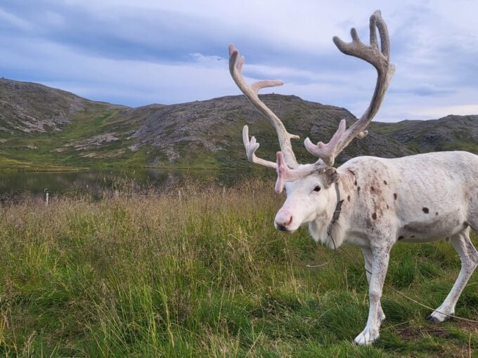From Honningsvåg: VIP North Cape and Kingcrab Tour - North Cape Experience