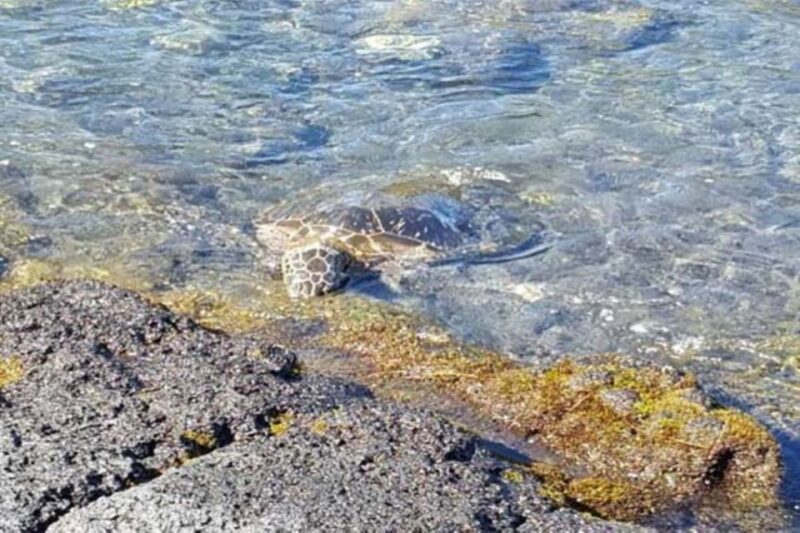 From Honolulu Harbor: Private Custom Tour on Oahu - Included Amenities