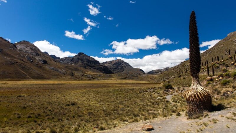 From Huaraz: Glacier Pastoruri and Puya Raimondi Day Tour - Tour Highlights