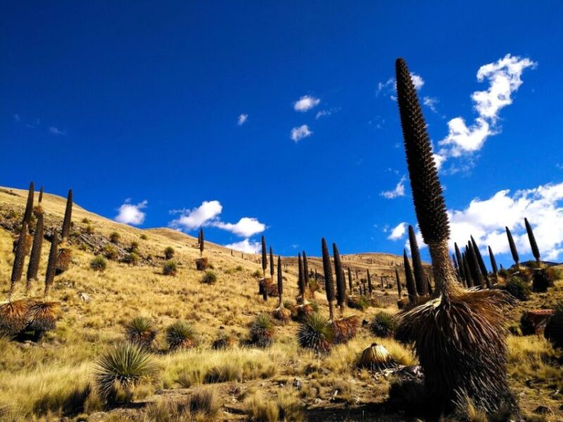 From Huaraz || Pastoruri and Puyas Raymondi Snowy Tour || - Key Points