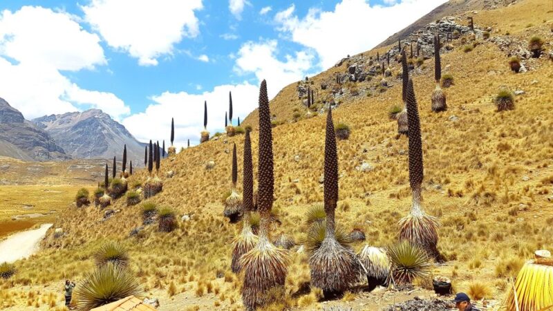 From Huaraz || Pastoruri and Puyas Raymondi Snowy Tour || - Activity Description