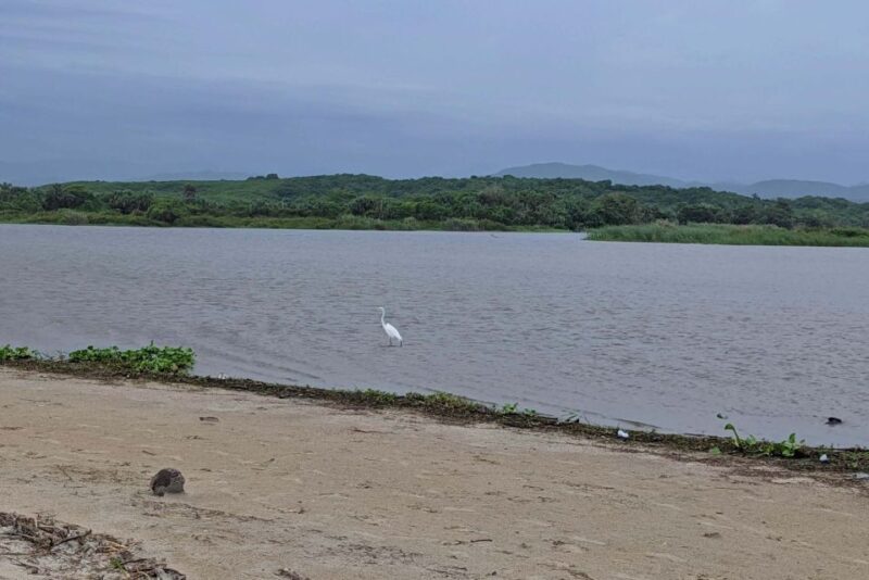 From Huatulco: Beach Horseback Riding Experience - Customer Reviews